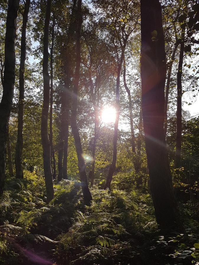 Sonnenstrahl Im Kuestenwald Gelbensande Exteriér fotografie